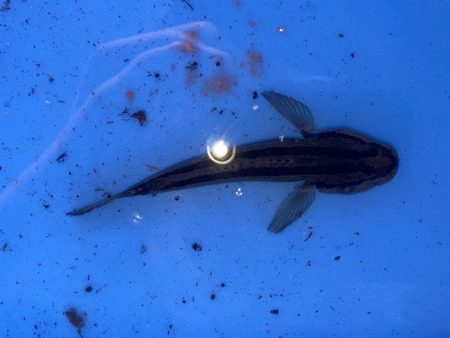 投げ釣りから穴釣りに変更