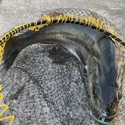 シーバスデビュー