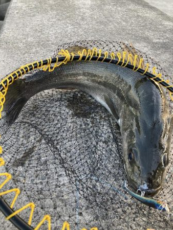 シーバスデビュー