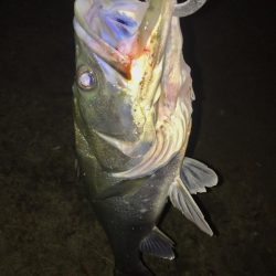 ベイトはたくさんショートバイト地獄