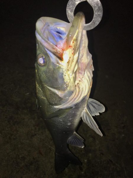 ベイトはたくさんショートバイト地獄