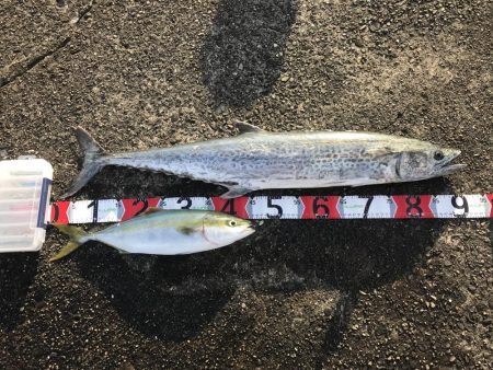 風が強くて厳しいー