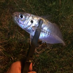 ぼちぼち…って感じ