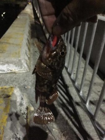 ヒイカを求めて