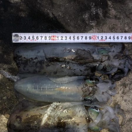 2020佐渡ヶ島エギング 45回目