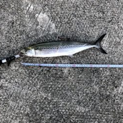 かなりの高活性