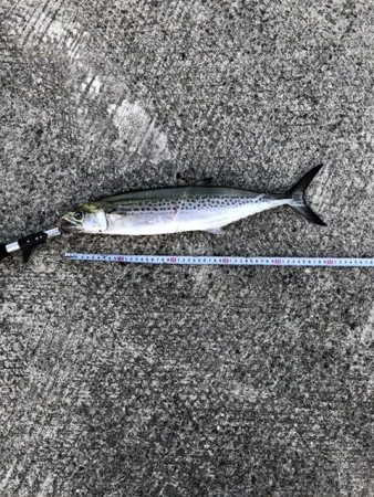 かなりの高活性