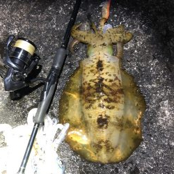 2020佐渡ヶ島エギング 42回目