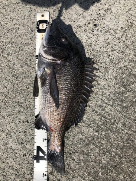 イチノ兄弟、釣果！