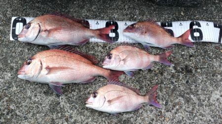 剛剣玉ノ柄　入魂