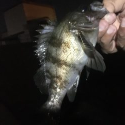 青物ボウズ、太刀魚ボウズ、アジ!メバル!ガシラ!、