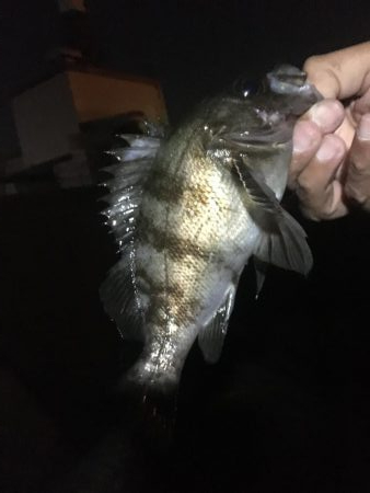 青物ボウズ、太刀魚ボウズ、アジ!メバル!ガシラ!、