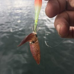 今期初ヒイカデイエギング