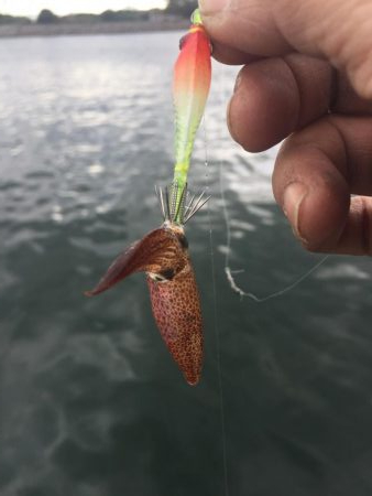 今期初ヒイカデイエギング