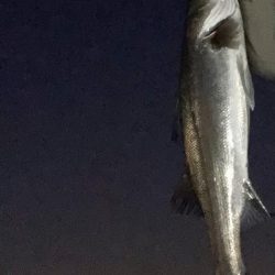 夕まずめシーバス