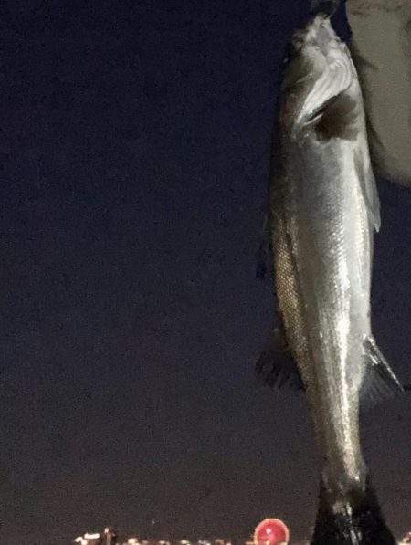 夕まずめシーバス