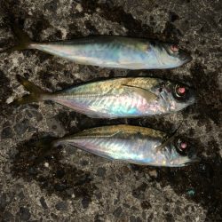 無風のアジング釣行