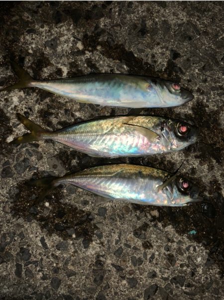 無風のアジング釣行