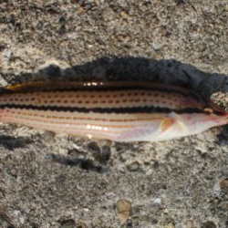 チャリ子も居ない