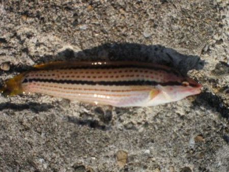 チャリ子も居ない