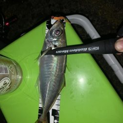 アジング→就寝→ショアジギ