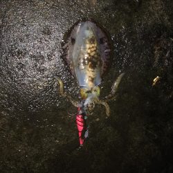 イカさんご機嫌　ラッキーあり