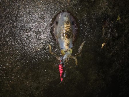イカさんご機嫌　ラッキーあり