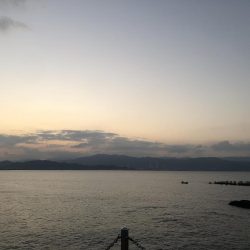 バケツから忽然と消えたタチウオ