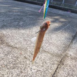 ギリ、メジロ!?