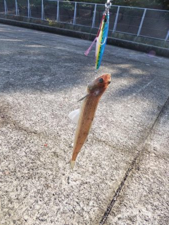 ギリ、メジロ!?