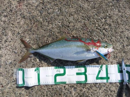 ルアーの勝利！？