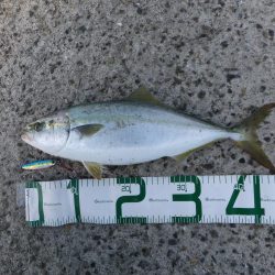 サゴシカッター