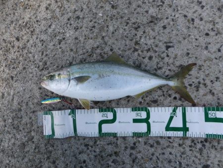 サゴシカッター