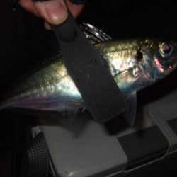 遠投してなんとかゲット