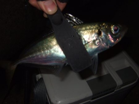 遠投してなんとかゲット