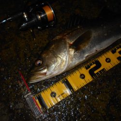 15分だけの釣り…。