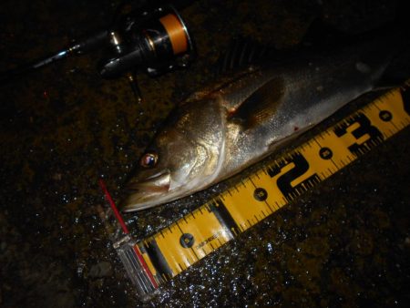 15分だけの釣り…。