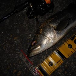 ちょこっとシーバス。