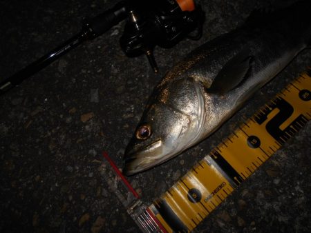 ちょこっとシーバス。