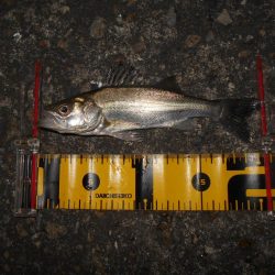 チーバスパラダイス…。