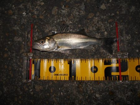 チーバスパラダイス…。