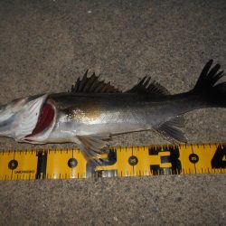 テトラ際のシーバス。