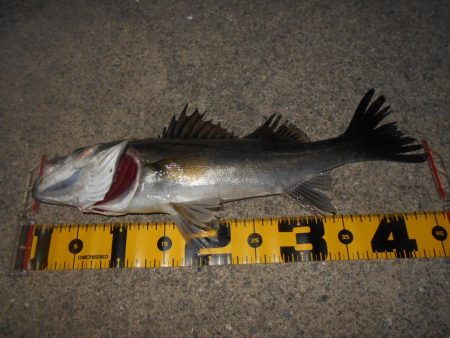 テトラ際のシーバス。