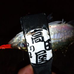 少しだけアジング