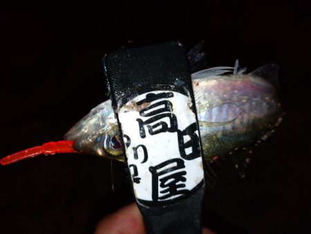 少しだけアジング