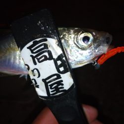 久々のアジング