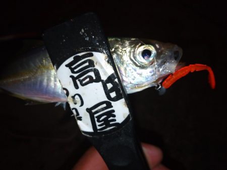 久々のアジング