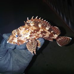 アジ調査も撃沈