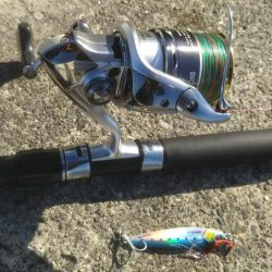 ハマチ釣れたけど…