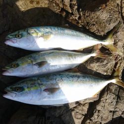 ﾊﾏちゃん久しぶり